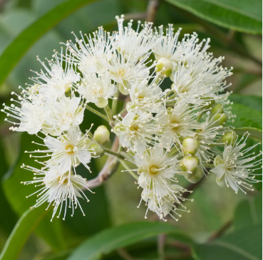 LEMON MYRTLE: Lemon, Mandarin, Ginger & Lemongrass